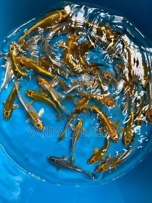 Matsuba Koi Carp