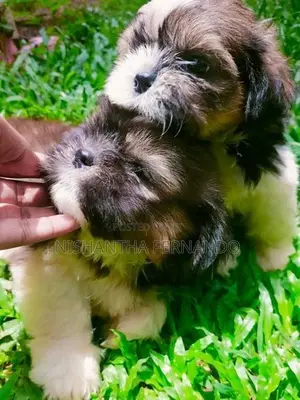 Shih Tzu Puppies