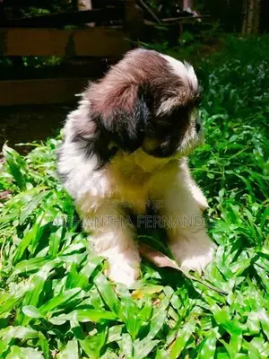Shih Tzu Puppies