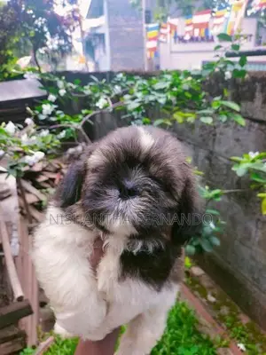 Shih Tzu Puppies