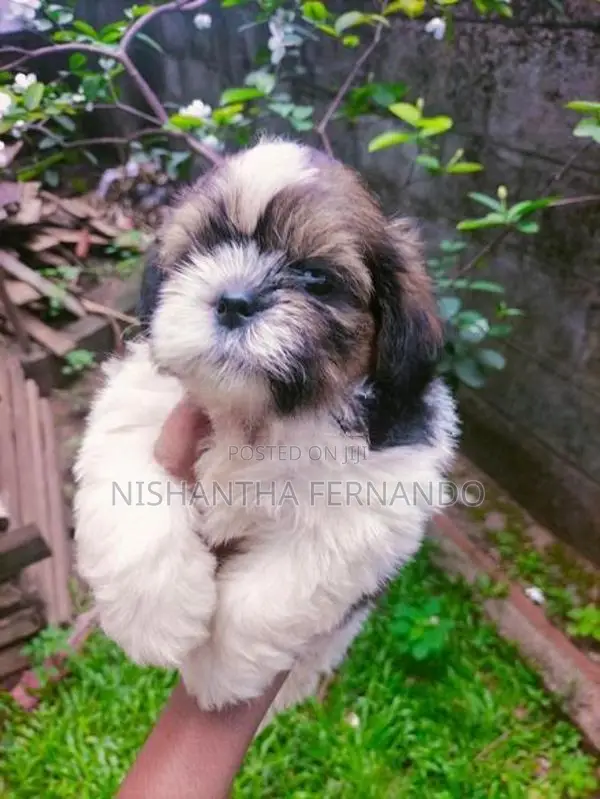 Shih Tzu Puppies