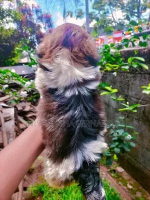 Shih Tzu Puppies