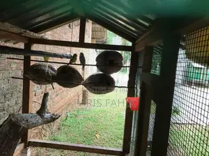 කූරුලු කූඩුවක්