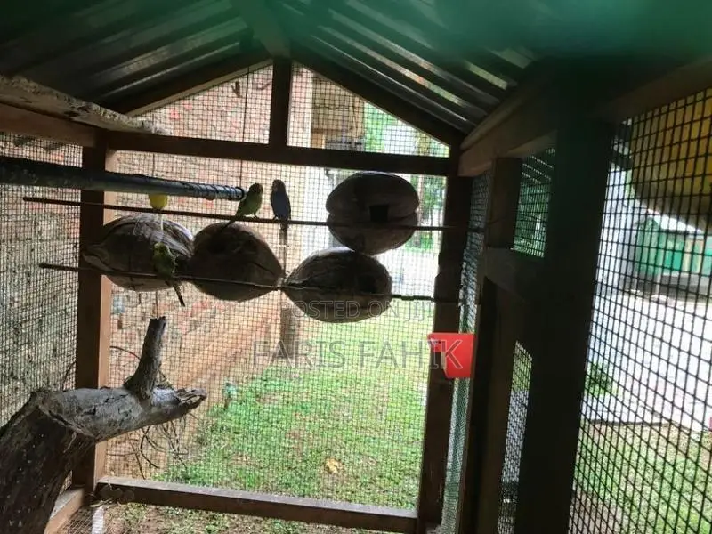 කූරුලු කූඩුවක්