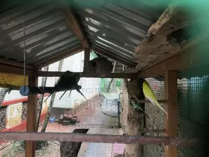 කූරුලු කූඩුවක්