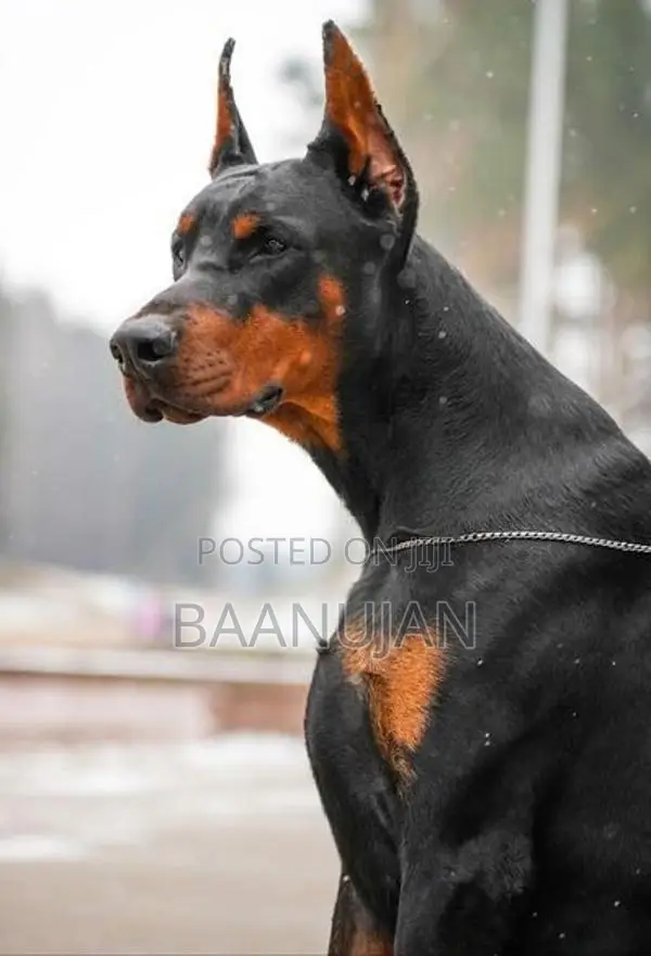 Dobermann Puppy