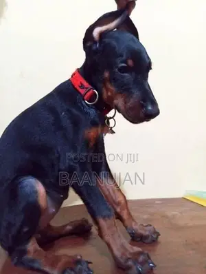 Dobermann Puppy