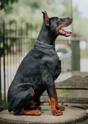 Dobermann Puppy