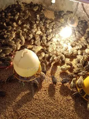 Quail Chicks