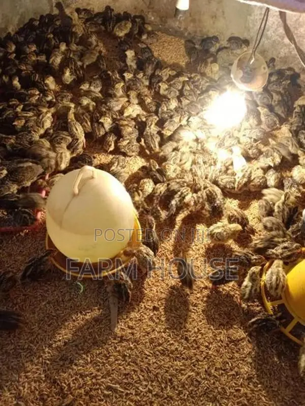 Quail Chicks