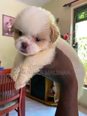 Shih Tzu Puppies