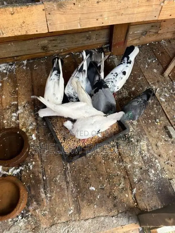Pigeon