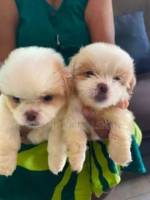 Shih Tzu Puppies