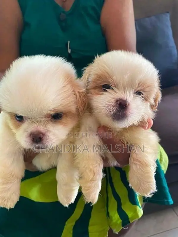 Shih Tzu Puppies