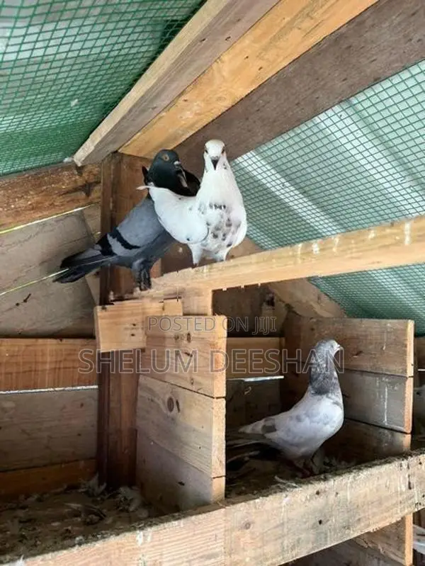 Pigeon