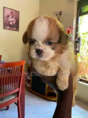 Shih Tzu Puppies