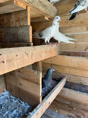 Pigeon