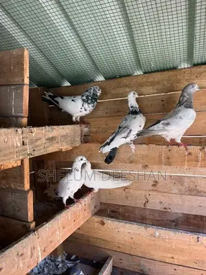 Pigeon