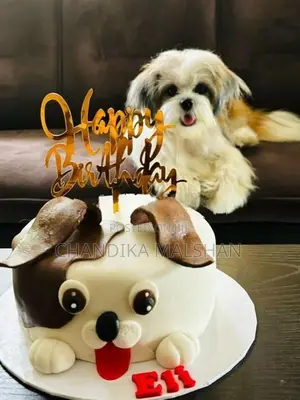 Shih Tzu Puppies
