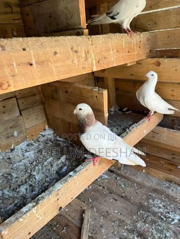 Pigeon
