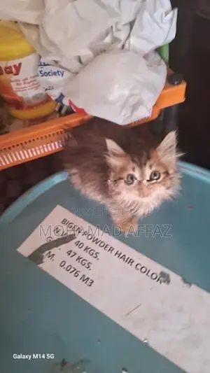 Persian Kitten