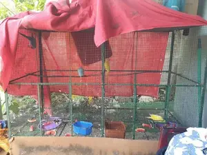 Ringneck Birds with Cage