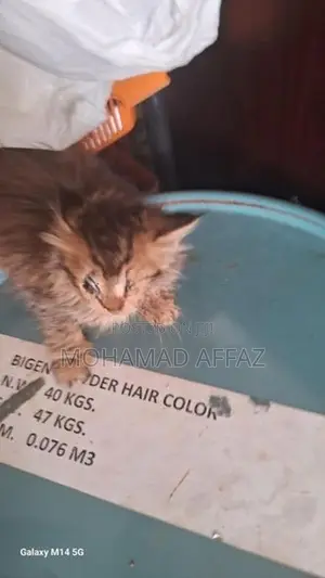 Persian Kitten