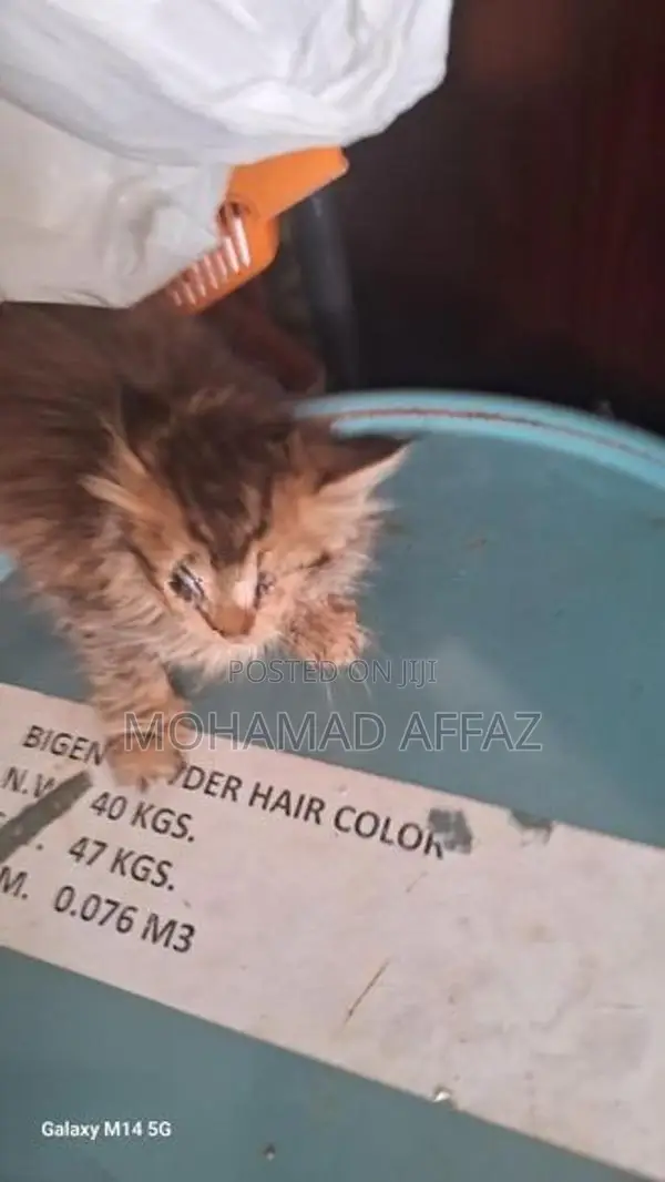 Persian Kitten