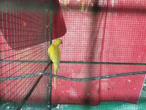 Ringneck Birds with Cage