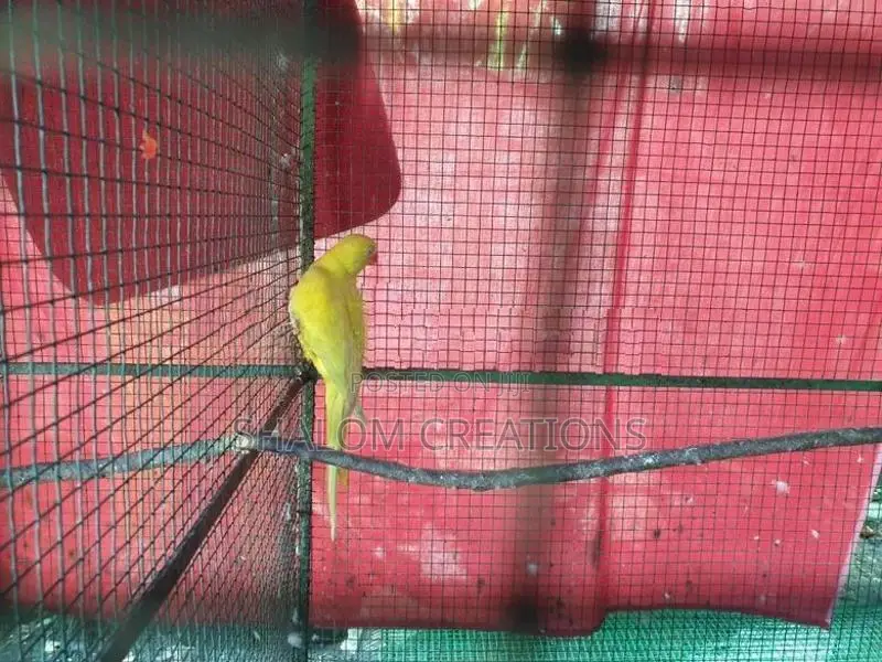 Ringneck Birds with Cage
