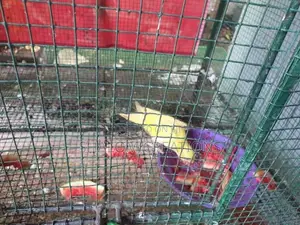 Ringneck Birds with Cage