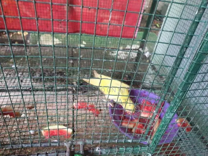 Ringneck Birds with Cage