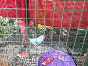 Ringneck Birds with Cage
