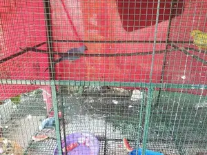 Ringneck Birds with Cage
