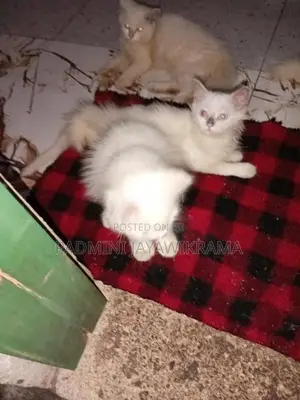 Persian Cat