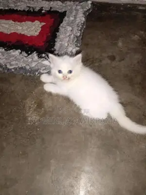 Persian Cat