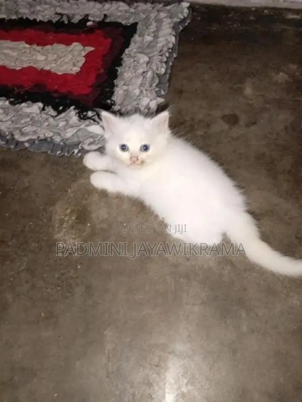Persian Cat