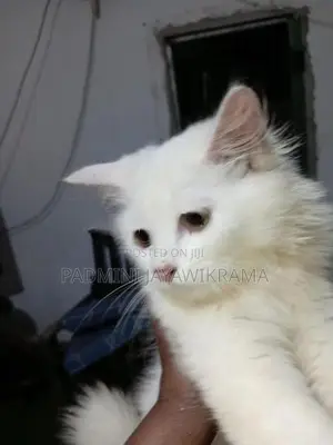 Persian Cat