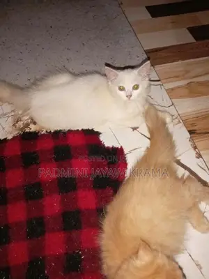 Persian Cat