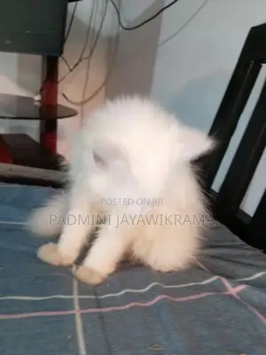 Persian Cat