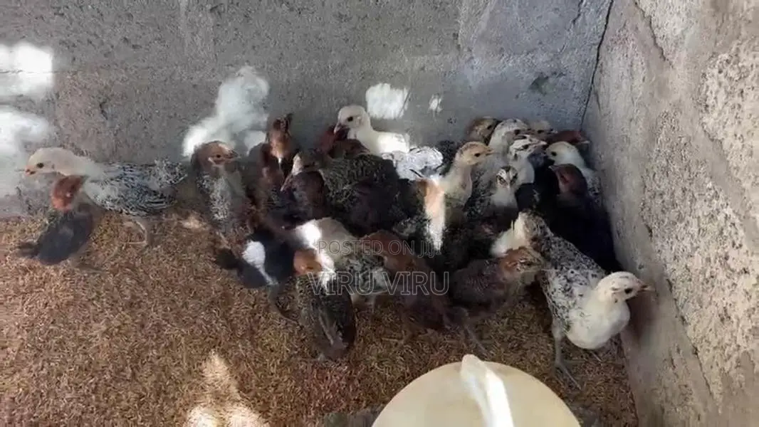 சோனாலி கோழி