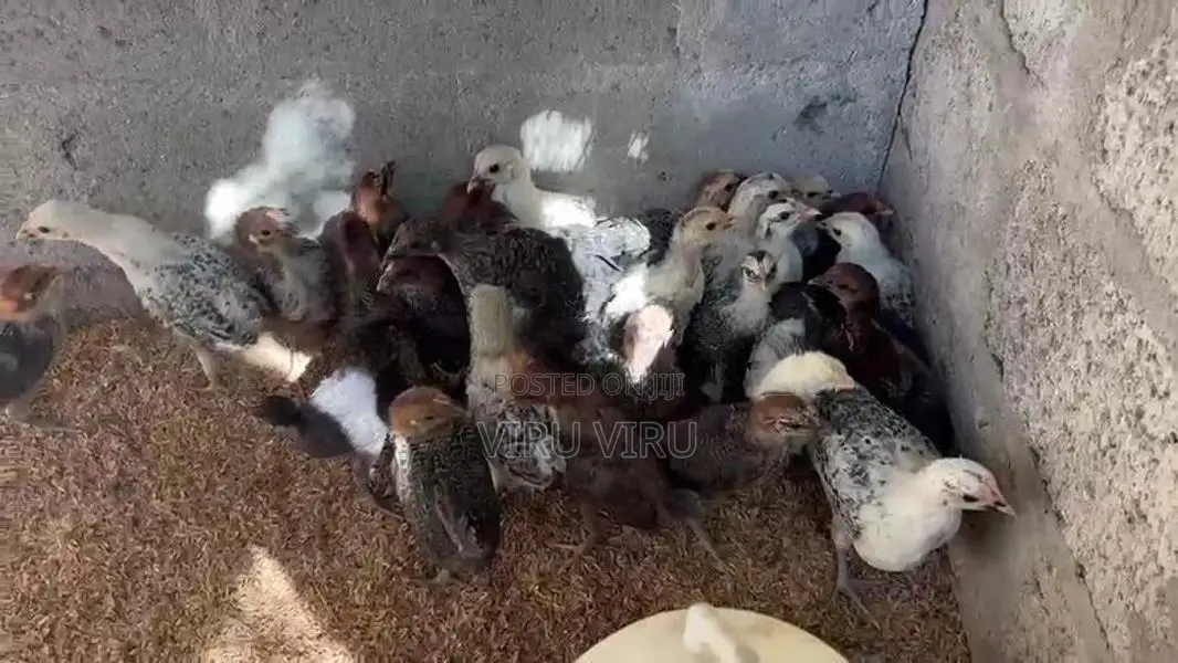 சோனாலி கோழி