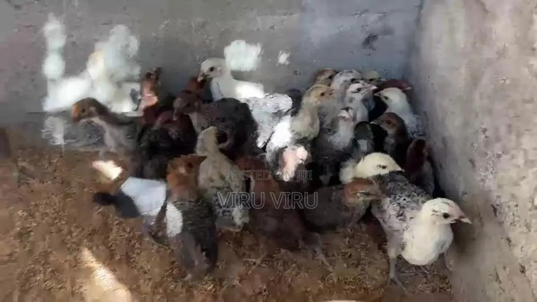 சோனாலி கோழி