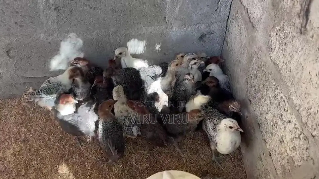 சோனாலி கோழி