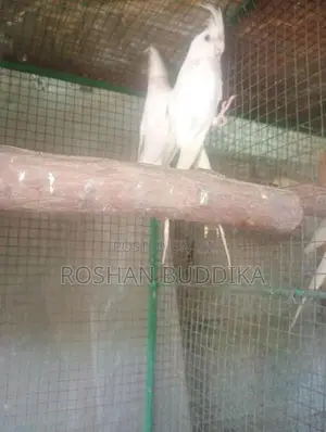 Albino Cockatiels