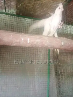 Albino Cockatiels