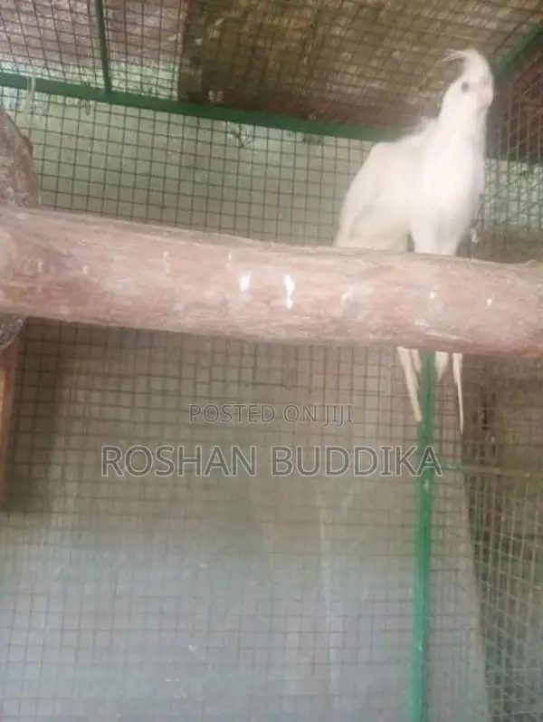 Albino Cockatiels