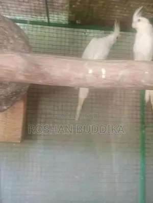 Albino Cockatiels