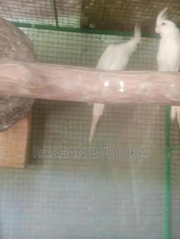 Albino Cockatiels