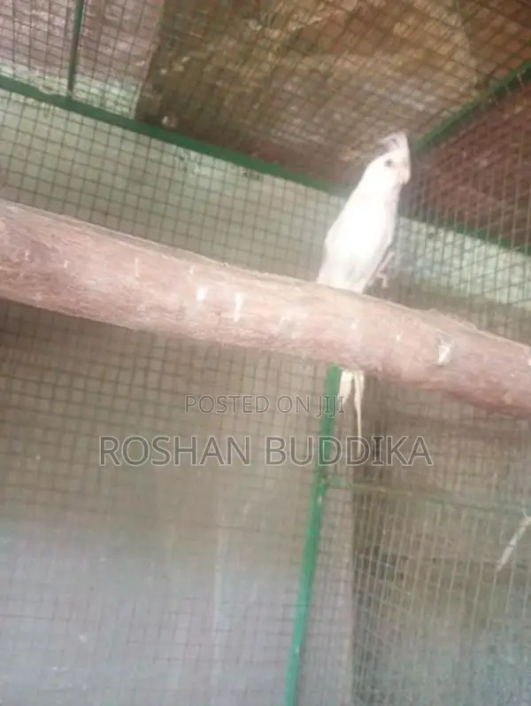 Albino Cockatiels